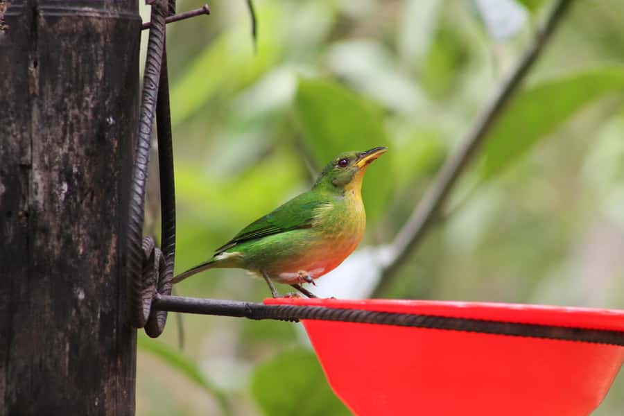 Cali: Hummingbird Watching & Photography Tour - Weather reality: chilly, rainy, and worth planning for