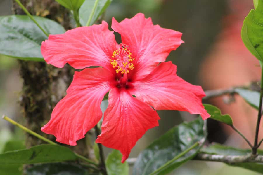 Cali: Hummingbird Watching & Photography Tour - Finca Alejandría: the hummingbird paradise built for close sightings
