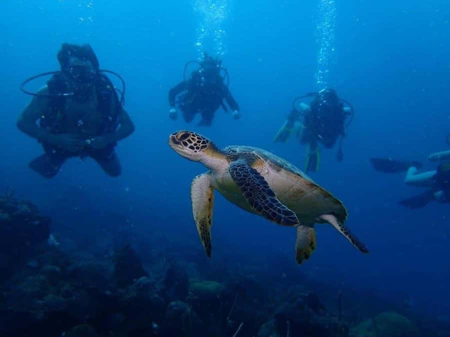 Cartagena: 2 Tanks Dive Plan For CERTIFIED DIVERS - Two underwater sessions: depth range, timing, and what to expect