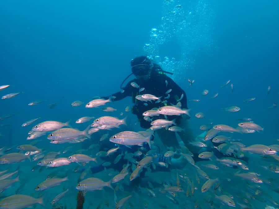 Cartagena: 2 Tanks Dive Plan For CERTIFIED DIVERS - Fruit snack and the surface interval: the break that keeps you safe