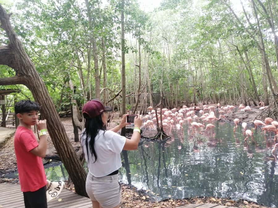 Cartagena: Aviary National Park Tour with Hotel Pickup - Why the Aviary National Park feels different from a zoo