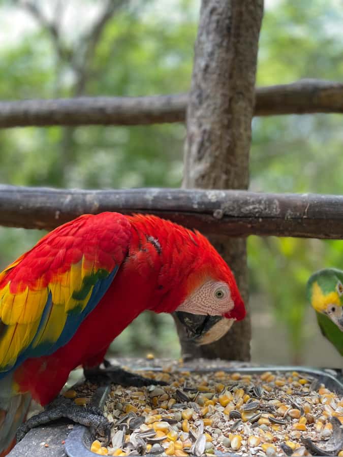 Cartagena: Aviary National Park Tour with Hotel Pickup - Arriving at the National Aviary of Colombia: entry with ticket in hand
