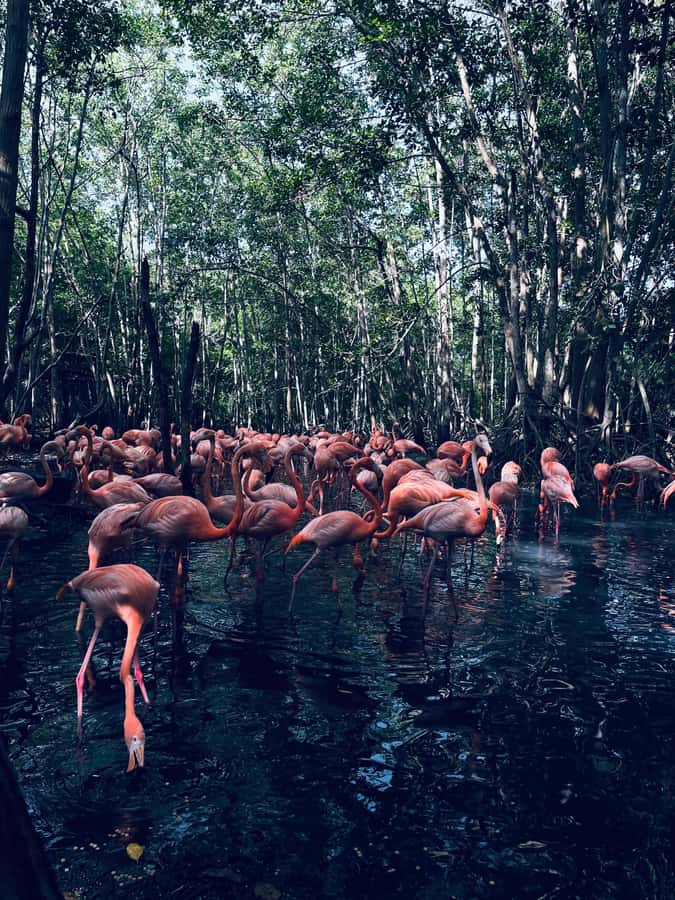 Cartagena: Aviary National Park Tour with Hotel Pickup - From your Cartagena hotel: ride time, pickup style, and comfort