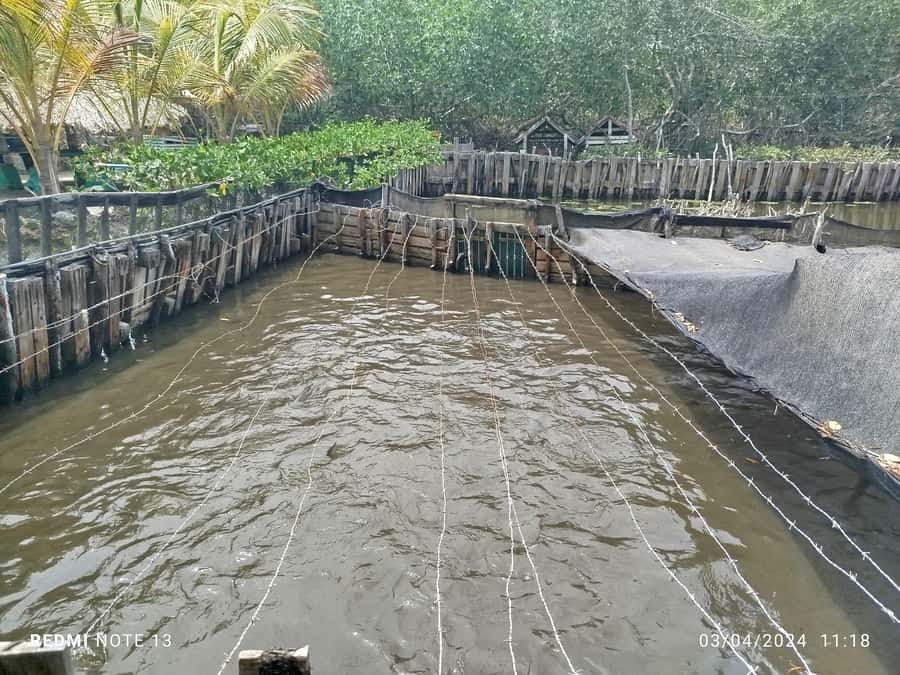 Cartagena: FISHERMEN'S ISLAND IN THE MANGROVES by canoe - Wildlife spotting: what you can expect to see (and what you should not force)