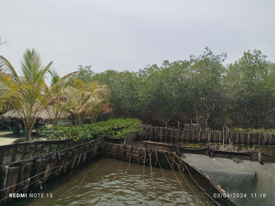 Cartagena: FISHERMEN'S ISLAND IN THE MANGROVES by canoe - Fishermen’s Island: coconut cold drink, dance, and local storytelling