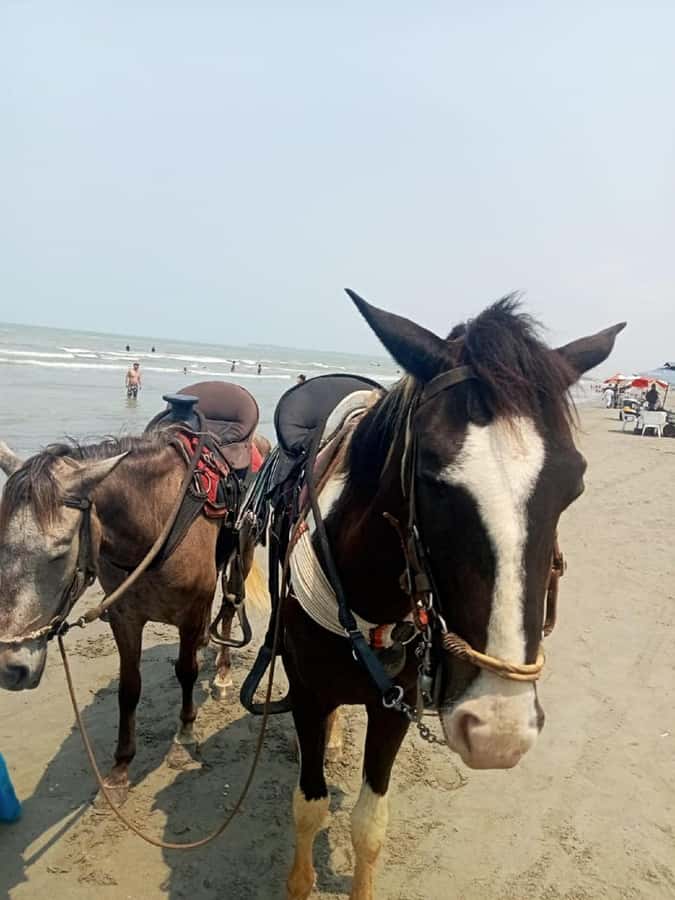 Cartagena: Horse riding on the beaches of Cartagena & PHOTOS - Your Horseman and the Private Setup: Comfort Without the Rush