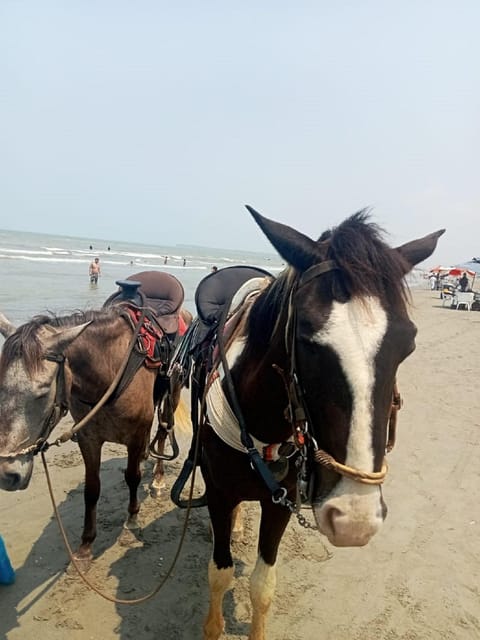 Cartagena: Horse riding on the beaches of Cartagena & PHOTOS - The Main Event: Riding the Cartagena Shoreline