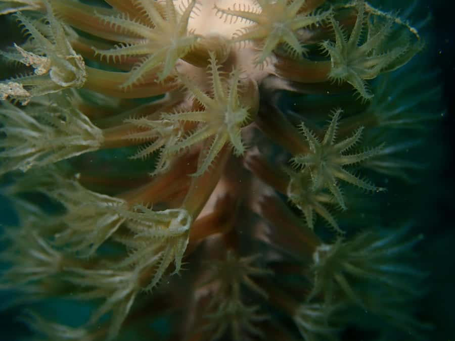 Cartagena: PADI DISCOVER SCUBA / MINICURSO DE BUCEO - Getting to Barú: the speedboat ride and why the timing works