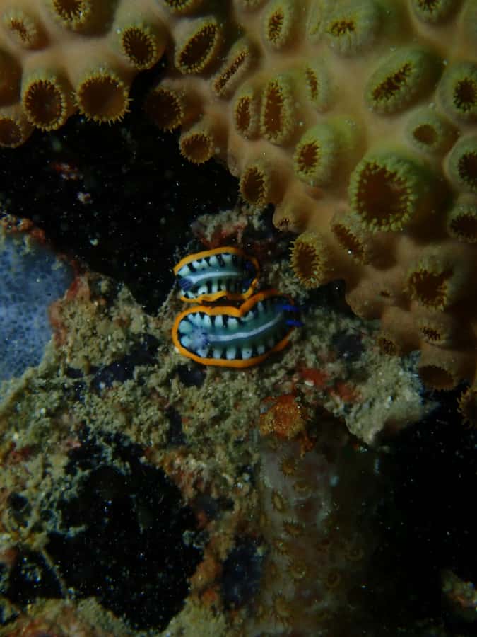 Cartagena: PADI DISCOVER SCUBA / MINICURSO DE BUCEO - Between sessions: fruit snacks, calm recovery, and photos in the making
