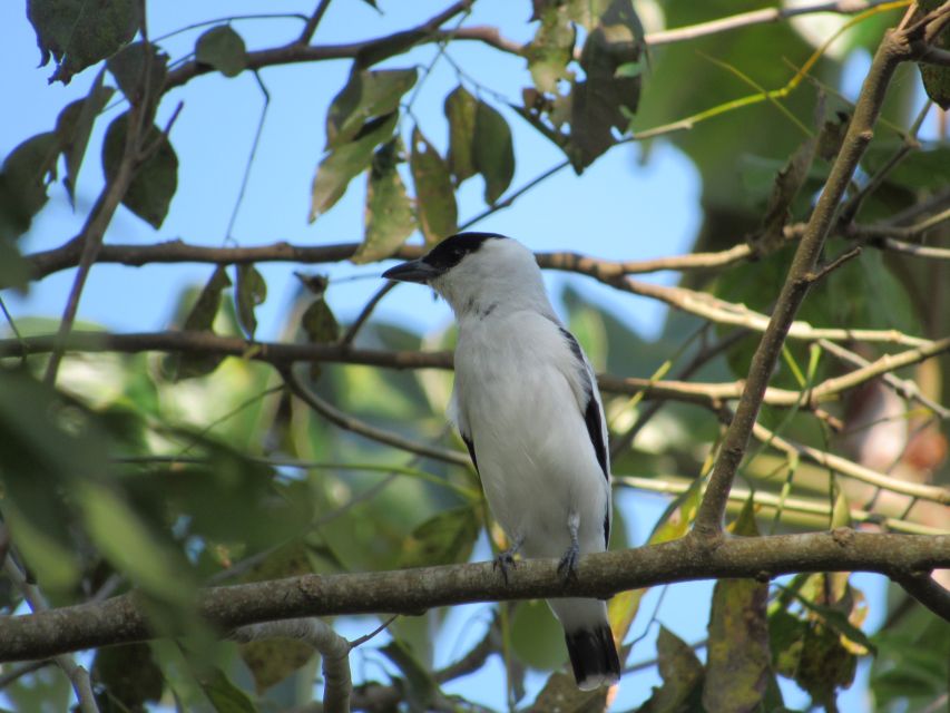 Cartagena: Private Bird-Watching Tour with Breakfast - The Bird List You Can Hope For (From Small, Rare Finds to Familiar Color)