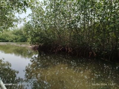 Cartagena: Private Sail in the mangrove GUIDE in ENGLISH - Wildlife checklist: pelicans, flamingos, crabs, and bird watching