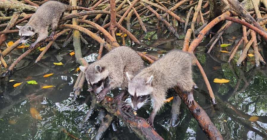 Cartagena: Raccoon Island Snorkel, Mangrove, Photos & Lunch - Getting to Barú: Early Pickup and a Real-Time Schedule