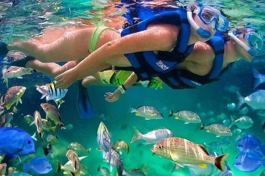 Cartagena: Raccoon Island Snorkel, Mangrove, Photos & Lunch - Raccoon Island Photos: The Fun Part, With Quick Feeding Moments