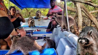 Cartagena: Raccoon Island Snorkel, Mangrove, Photos & Lunch - Mangrove Morning: Wildlife Watching Plus a Guided Lesson