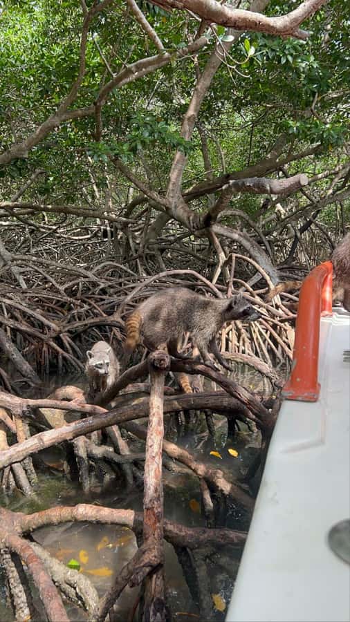 Cartagena: Raccoon Island Snorkel, Mangrove, Photos & Lunch - Snorkeling Reality Check: Gear, Photos, and Water Time That May Vary