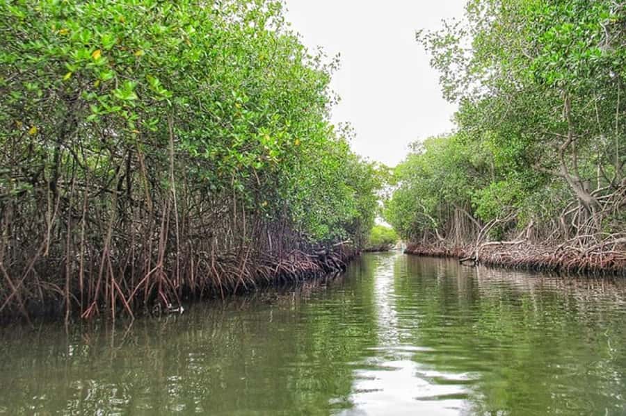Cartagena: Raccoon Island Snorkel, Mangrove, Photos & Lunch - Photo Stops and the Decameron Hotel Moment: What You Get on Camera