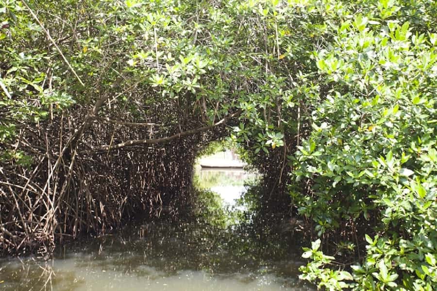Cartagena: Raccoon Island Snorkel, Mangrove, Photos & Lunch - Price and Value at $85: Packed Inclusions, Mixed Expectations