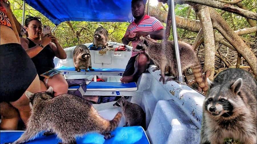 Cartagena: Raccoon Island Snorkel, Mangrove, Photos & Lunch - Mangrove Morning: Wildlife Watching Plus a Guided Lesson