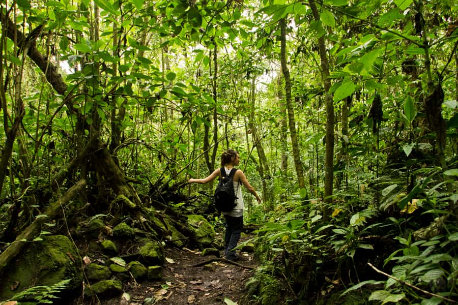 Chicaque Full-Day Trip from Bogotá - Chicaque Cloud Forest: why this day trip works from Bogotá