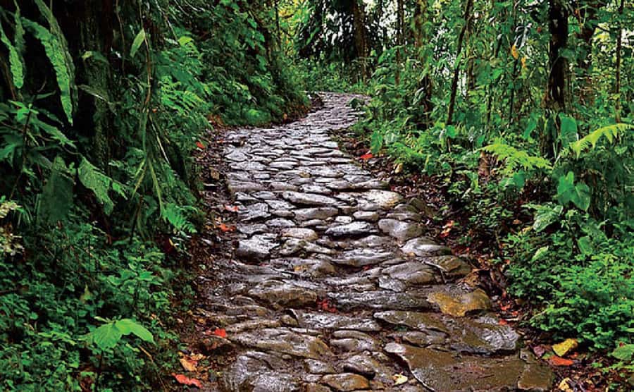 Chicaque Full-Day Trip from Bogotá - Wildlife spotting game plan: toucans, spectacled bears, and hummingbirds