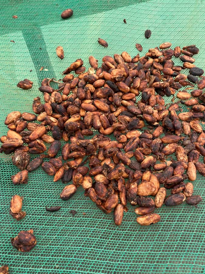 Chocolate tour near the Medellín - Barbosa farm basics: meeting the growers and stepping into cacao life