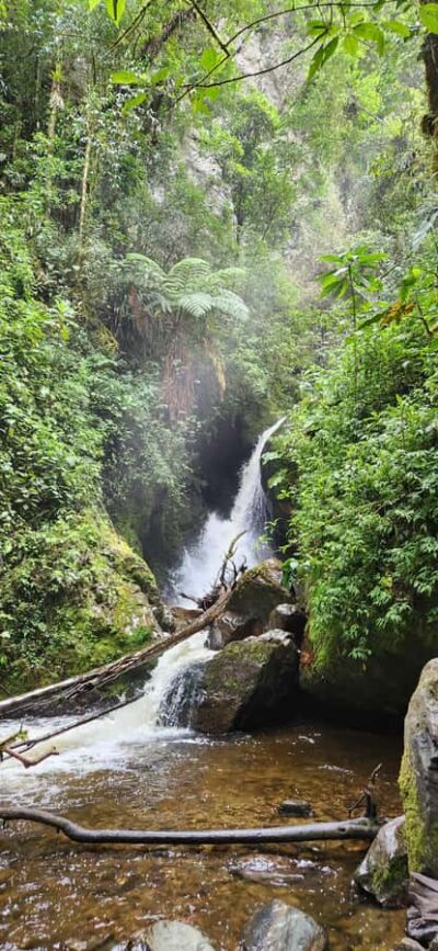 Cocora Valley: Route of the Hummingbirds + breakfast & lunch - Salento Start: Breakfast, Birdwatching Basics, and a Binocular Check