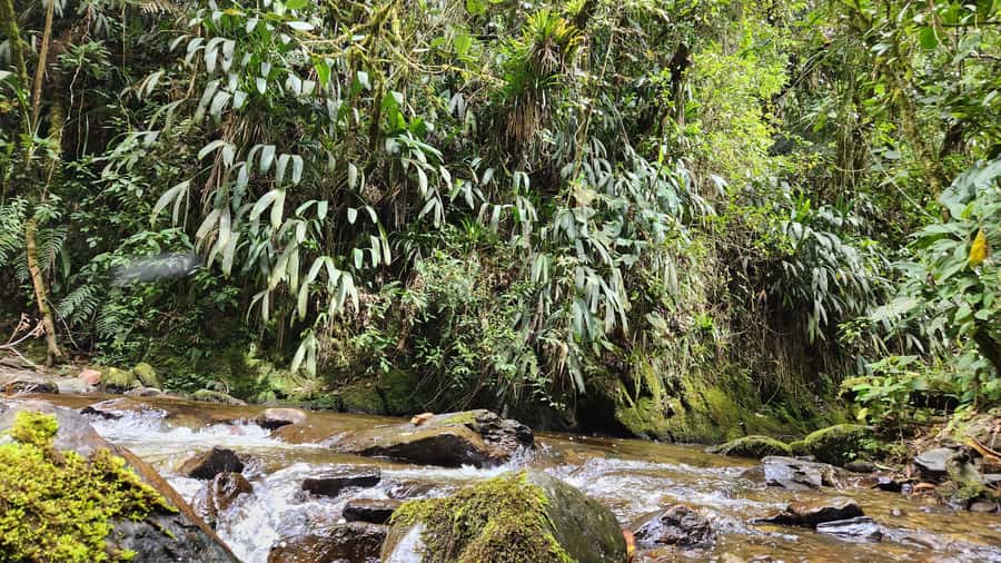 Cocora Valley: Route of the Hummingbirds + breakfast & lunch - Up Toward Morrogacho: The Mountaintop Picnic and Panoramic Reward