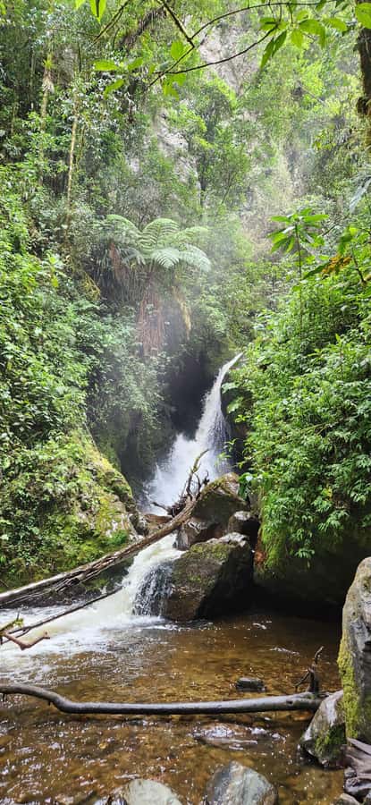 Cocora Valley: Route of the Hummingbirds + breakfast & lunch - Salento Start: Breakfast, Birdwatching Basics, and a Binocular Check