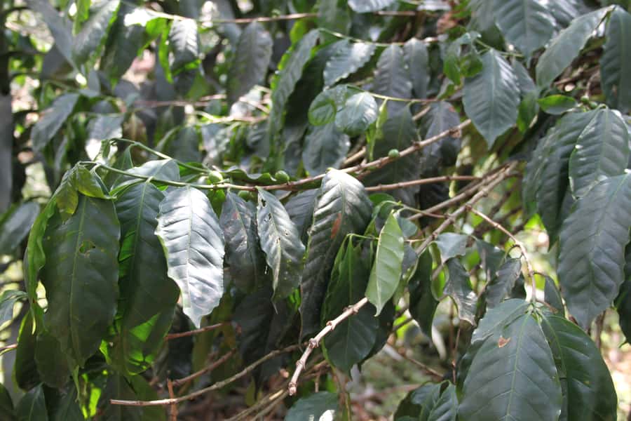 Coffee Experience: Hacienda Coloma Tour from Bogotá - Price and Value: Why $149 Can Be a Smart Deal Here