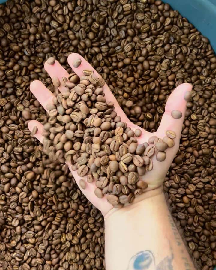 Coffee Tour at Finca El Ocaso Salento: Traditional Spanish Farm - Key things you’ll notice at Finca El Ocaso