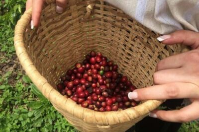 Coffee Tour from Medellin with Lunch and Coffee Tasting - Carlos Valle and the whole coffee process, from planting to cup