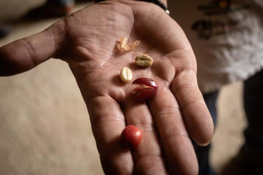 Coffee Tour from Medellin with Lunch and Coffee Tasting - Duration and pacing: how a 6-hour plan feels in real life