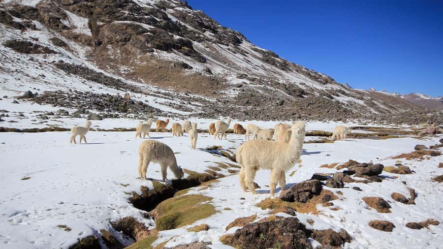 Cusco: 7 Lagoons of Ausangate Hiking Day Trip with Lunch - Key highlights worth getting excited about