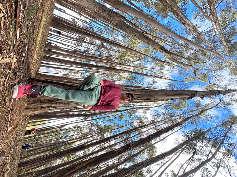 Cusco: Archeological Sites Tour and Forest Photo Experience - Qenqo forest photo session: how to get the most from it