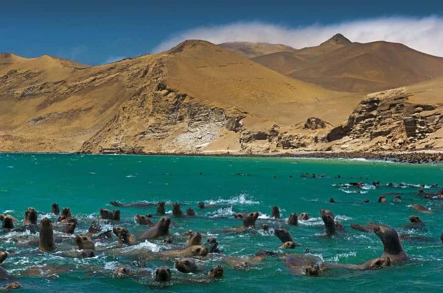 Discover Paracas, Ica and Nasca in a 2 days and 1 night trip - Why Paracas, Ica, and Nasca in two days works (and for who it fits)