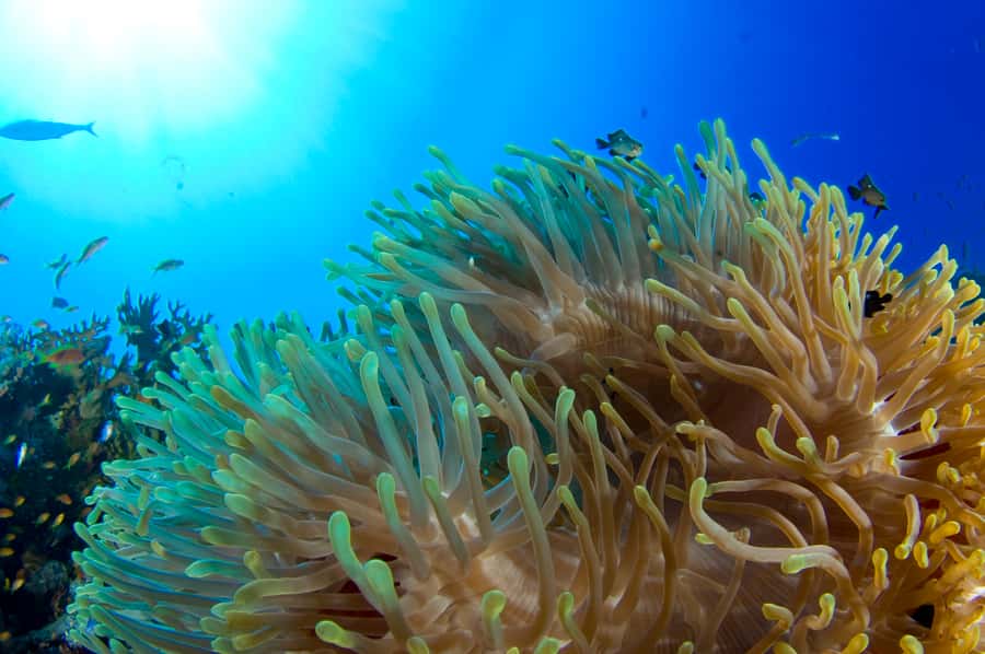 Diving Santa Marta & Tayrona for Certified Divers (2 tanks) - Key things I’d zero in on