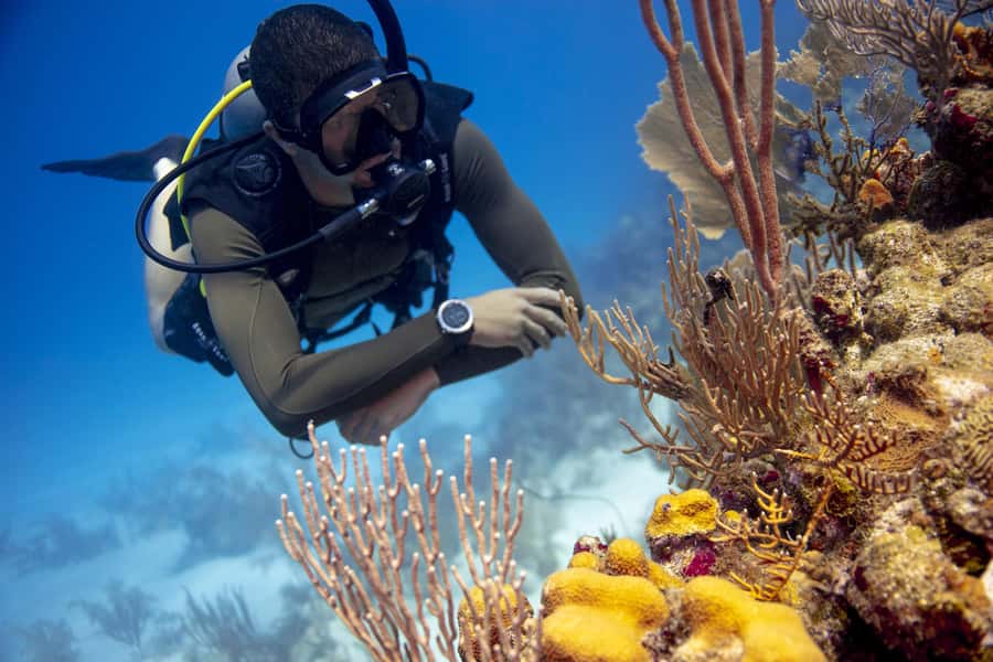 Diving Santa Marta & Tayrona for Certified Divers (2 tanks) - The one-day flow: marina check-in, gear, and two tank sessions