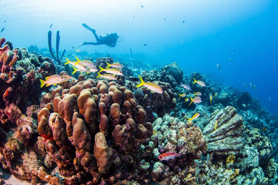Diving Santa Marta & Tayrona for Certified Divers (2 tanks) - How long you’ll be in the water (and what to ask ahead)