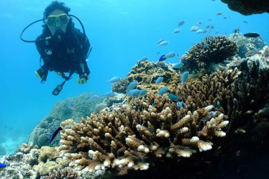 Diving Santa Marta & Tayrona for Certified Divers (2 tanks) - Price and value: what $112 includes (and what it doesn’t)