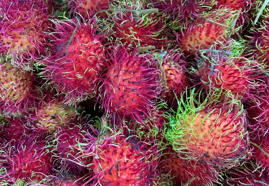 Essential Fruit Experience - The e-book you get at the start (and will actually use)