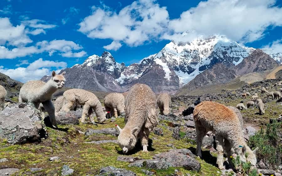 Excursion: Explore in one day the 7 lakes of Ausangate from Cusco - Breakfast in Pacchanta: fuel for the first stretch of the trail