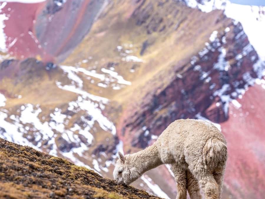 Excursion to Rainbow Mountain in ATV. - Price and value: what $75 really covers