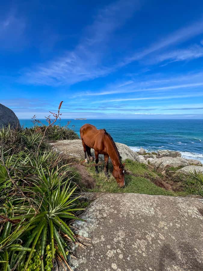 Florianopolis: Gravata Beach Trail with Picnic - Key highlights at a glance