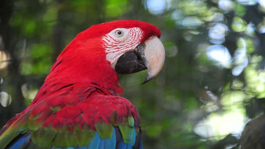 Foz do Iguaçu: Brazilian Side of the Falls + Bird Park - Devil’s Throat observation platform: where it feels personal