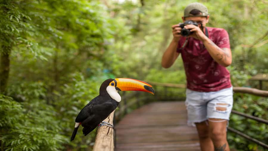 Foz do Iguaçu: Brazilian Side of the Falls + Bird Park - Best for: first-time visitors and time-squeezed planners