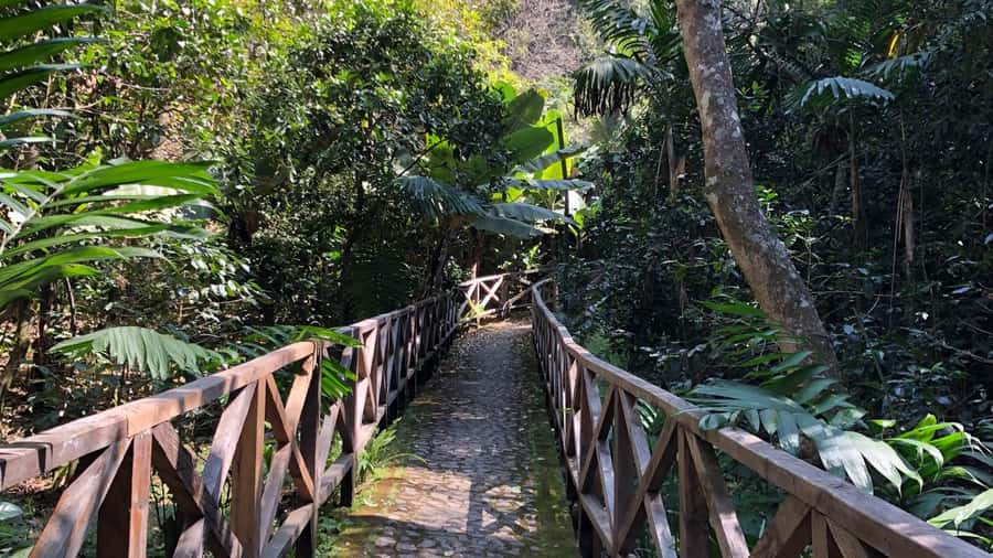From Antigua Guatemala: Birdwatching and Scenic Hiking Tour - The Hike Through Pine-Oak Forest: Why the Climb Changes Everything