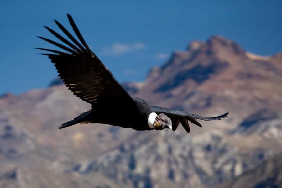 From Arequipa: Colca Canyon Day Trip with Transfer to Puno - What $65 really buys you on this Arequipa to Puno transfer