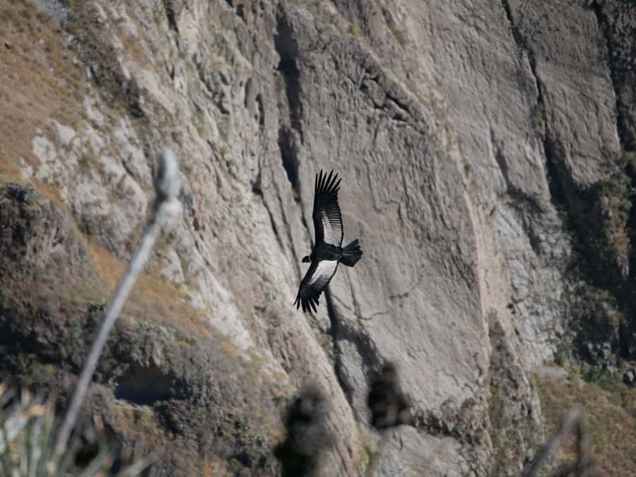 From Arequipa: Colca Canyon & La Calera Thermal Waters - Key Things That Make This Tour Work