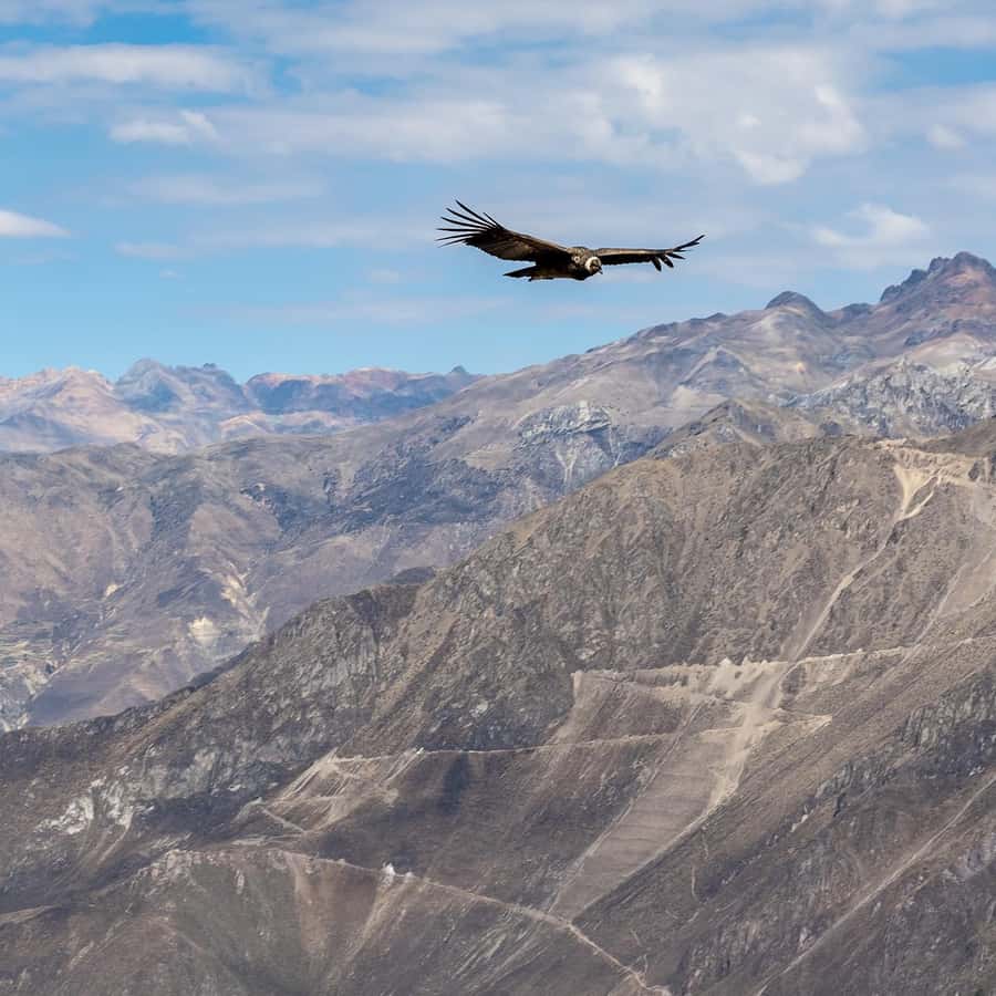 From Arequipa: Colca Canyon & La Calera Thermal Waters - Chivay and Traditional Food: why lunch is part of the experience