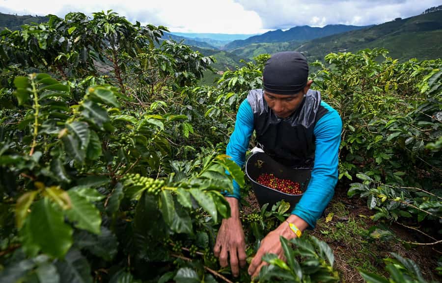 From Bogota: 5 hour guided coffe farm tour - All included - A coffee farm day from Bogotá that actually teaches you something